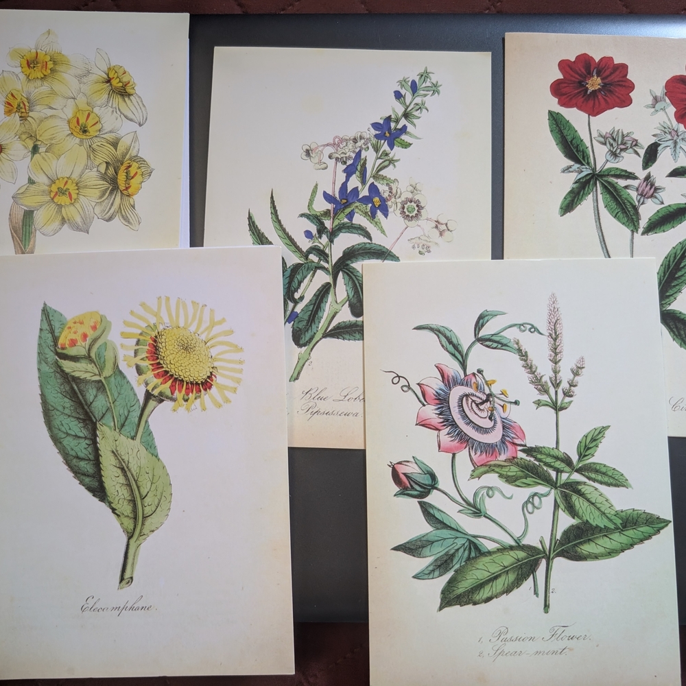 5 Botanical Flower Card Set Blank New